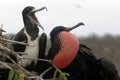 Frigate Bird Couple