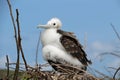 Cute Frigate Bird Cubs in the Galapagos Islands