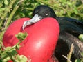 Frigate Bird in Display. Royalty Free Stock Photo