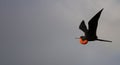 Frigate Bird in Flight