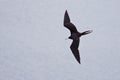 Frigate bird in flight Royalty Free Stock Photo