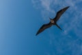 A frigate bird in flight