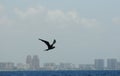 Frigate bird flying over ocean near coastline Royalty Free Stock Photo