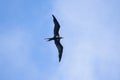 Frigate bird or Fregata andrewsi Royalty Free Stock Photo