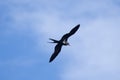 Frigate bird or Fregata andrewsi Royalty Free Stock Photo