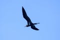 Frigate bird or Fregata andrewsi Royalty Free Stock Photo