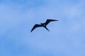 Frigate bird or Fregata andrewsi Royalty Free Stock Photo