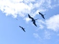 Frigate bird fregata minor flying in the sky Royalty Free Stock Photo