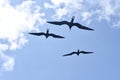 Frigate bird fregata minor flying in the sky Royalty Free Stock Photo