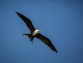Frigate bird in full flight Royalty Free Stock Photo