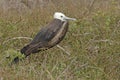 Frigate Bird, Galapagoes Islands Royalty Free Stock Photo