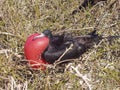 Frigate Bird, Galapagos