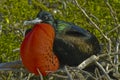 Frigate Bird, Galapagos Islands Royalty Free Stock Photo