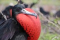 Frigate bird in the Galapagos Islands Royalty Free Stock Photo