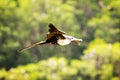 Frigate Bird Gliding