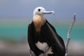 Great frigatebird Royalty Free Stock Photo