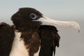 Frigate bird portrait Galapagos Islands