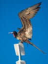 Frigate bird showing its wing, Galapagos Islands, Ecuador Royalty Free Stock Photo