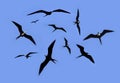 Frigate bird silhouette backlight breeding season