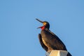 Frigate bird singing on Galapagos Islands Royalty Free Stock Photo