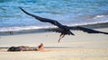 A frigate bird feeds on placenta from a new born seal pup on a beach in the Galapagos Islands Royalty Free Stock Photo