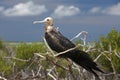 Frigatebird juvenile Royalty Free Stock Photo