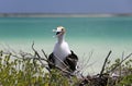 Frigatebird juvenile Royalty Free Stock Photo