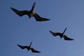 Frigate birds in formation, Galapagos Royalty Free Stock Photo