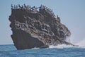 Frigate birds gather on rocky knoll.