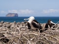 Frigate birds nesting in the Galapagos Islands Royalty Free Stock Photo