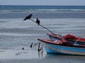 Frigate birds resting on a wooden fishing rod Royalty Free Stock Photo