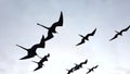 Frigate birds soar next to boat closeup