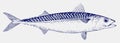 Atlantic mackerel, scomber scombrus, an important migratory food fish in side view