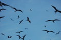 Frigatebird