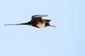 Frigatebird Royalty Free Stock Photo