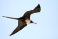 Frigatebird Royalty Free Stock Photo