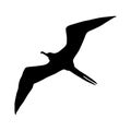 Frigatebird Fregata Silhouette Found In Map Of Pacific Royalty Free Stock Photo