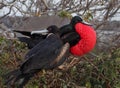 Frigatebirds in Galapagos