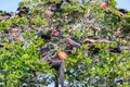 Frigatebirds in a Tree Royalty Free Stock Photo