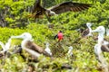 Frigates Birds With Male In The Center Royalty Free Stock Photo