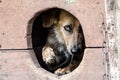Frightened adult dog looks out of his doghouse Royalty Free Stock Photo