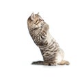 Frightened or amazed standing brittish kitten Royalty Free Stock Photo
