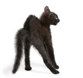 Frightened black kitten standing Royalty Free Stock Photo