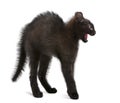 Frightened black kitten standing Royalty Free Stock Photo