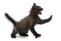 Frightened black kitten standing
