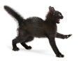 Frightened black kitten standing in front of white background Royalty Free Stock Photo