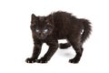 Frightened black kitten standing on a white background Royalty Free Stock Photo