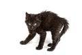 Frightened black kitten standing on a white background Royalty Free Stock Photo