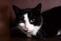 Frightened black and white cat in the closet Royalty Free Stock Photo