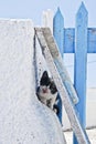 Frightened black and white kitten Royalty Free Stock Photo